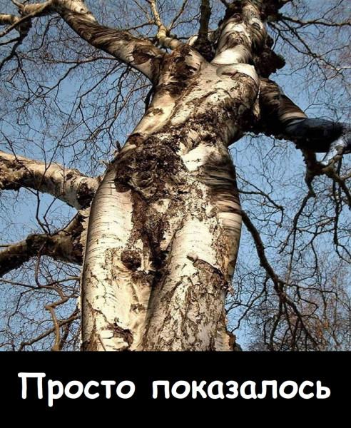 Мем, Лис Интересный