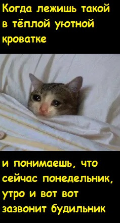 Мем, Лис Интересный
