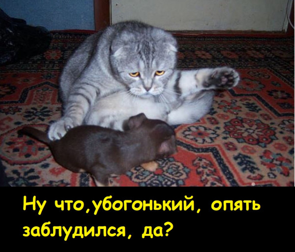 Мем, Лис Интересный