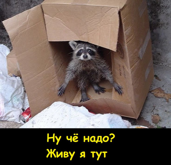 Мем, Лис Интересный