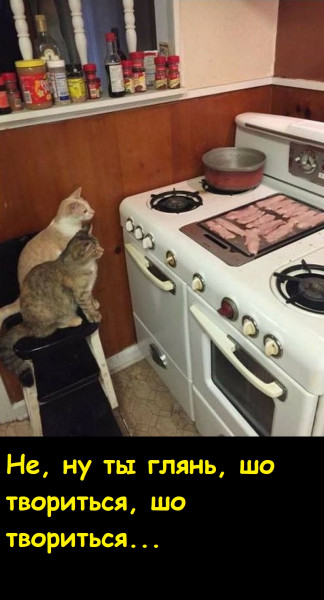 Мем, Лис Интересный