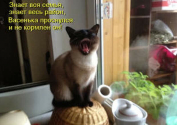 Мем, Микки Маус