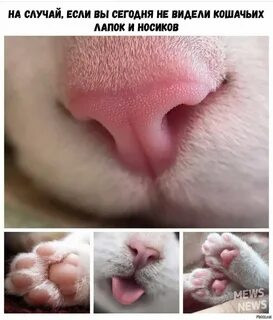 Мем, Микки Маус