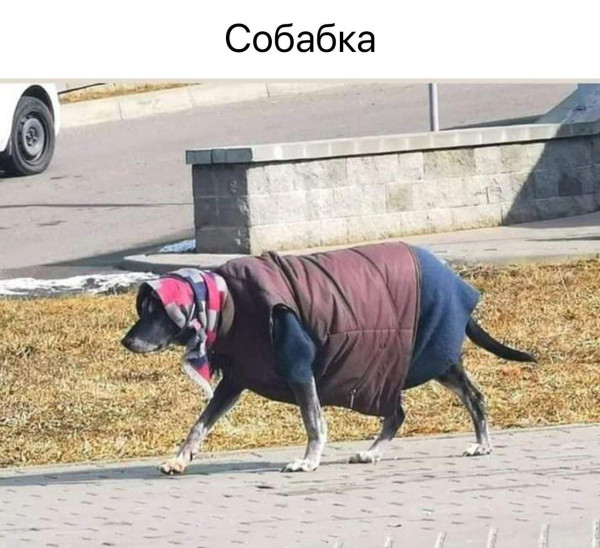 Мем, Максим Камерер