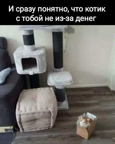 Мем, Рысь