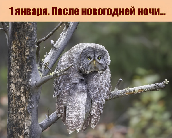 Мем, Дмитрий Свиридов