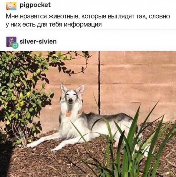 Мем