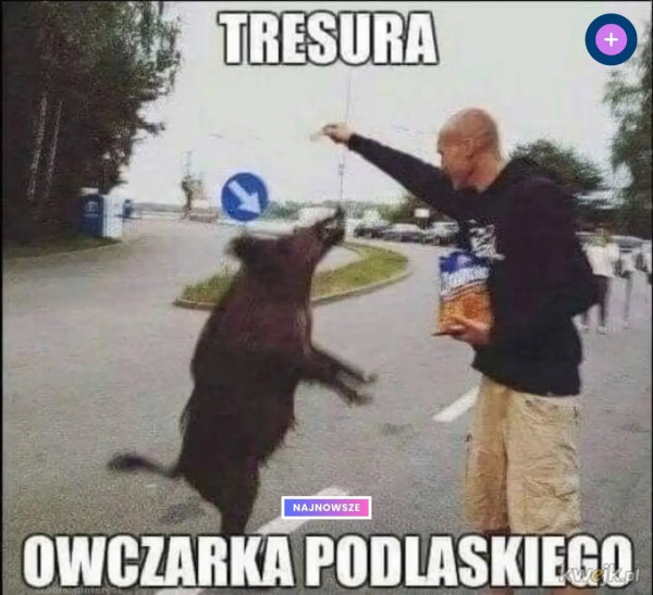 Мем, Кот Отморозкин