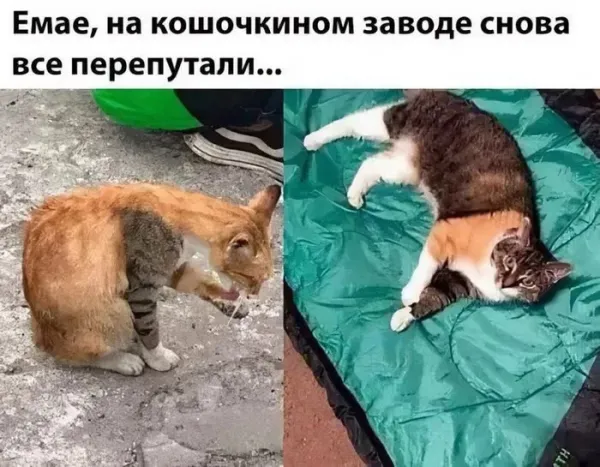 Мем, Смехалка