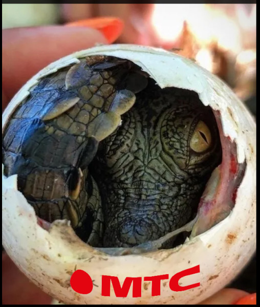 Мем, михельсон