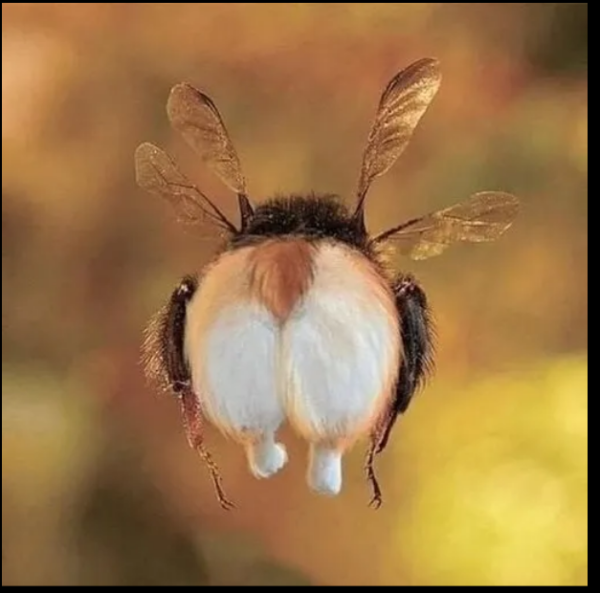 Мем, михельсон