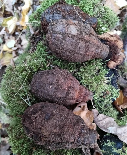 Мем: для тех кто не видел, как в природе собирают гранаты, тпица