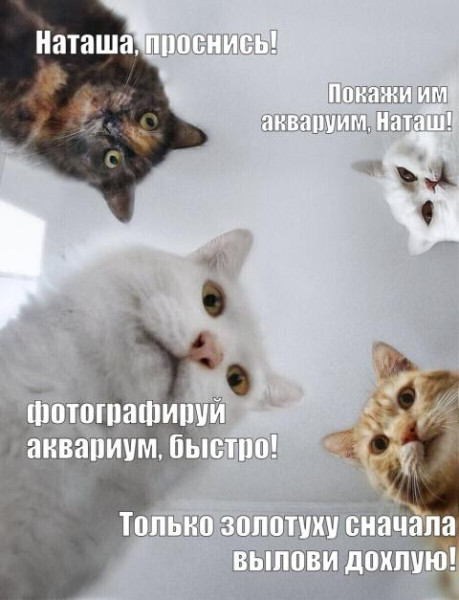 Мем, Так_так_так