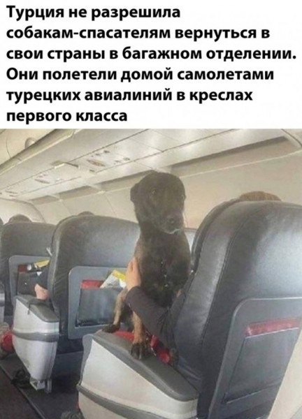 Мем: 2023, Брюттон