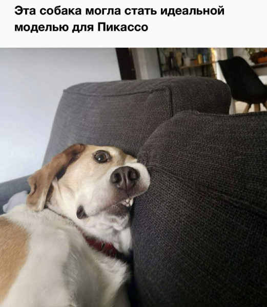 Мем: Собака для Пикассо., henh
