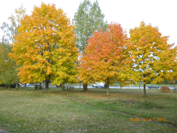 Мем: Фото восьмилетней давности, Лис Интересный