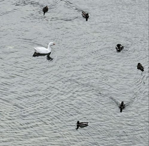Мем: Пруд в городе Родники., bruno Мем: Пруд в городе Родники., bruno