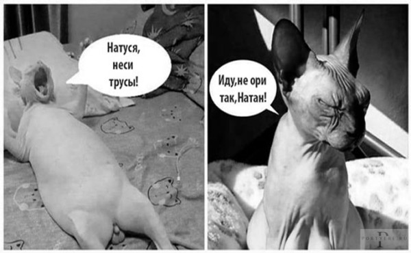 Мем: Натасфера, а чтоб не запутаться