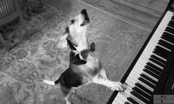 Мем: Когда собачий вальс предпочтительней