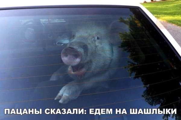 Мем, Правдоруб Адекват