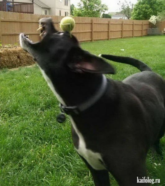 Мем: Промазал, Брюттон