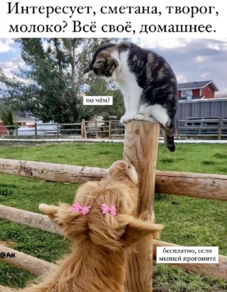 Мем, henh Мем, henh