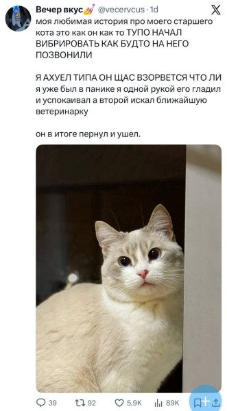 Мем: Алло, вам звонит кот., henh