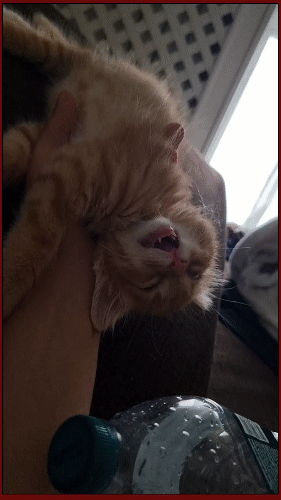 Мем: Что вы, кожаные, знаете об усталости?, Серж Скоров