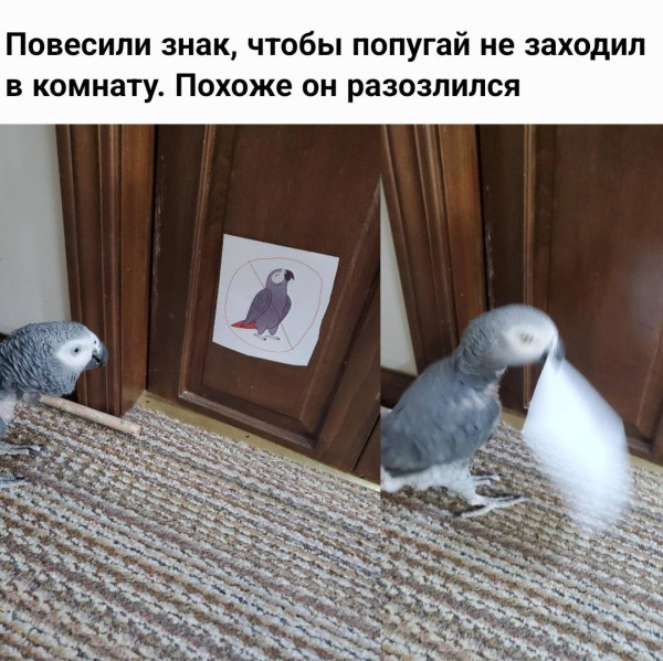 Мем: Попугаям вход воспрещён, henh