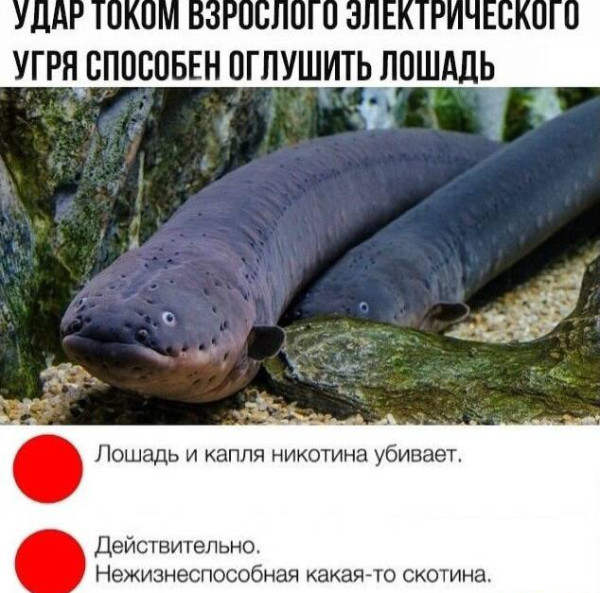 Мем, Смехалка Мем, Смехалка