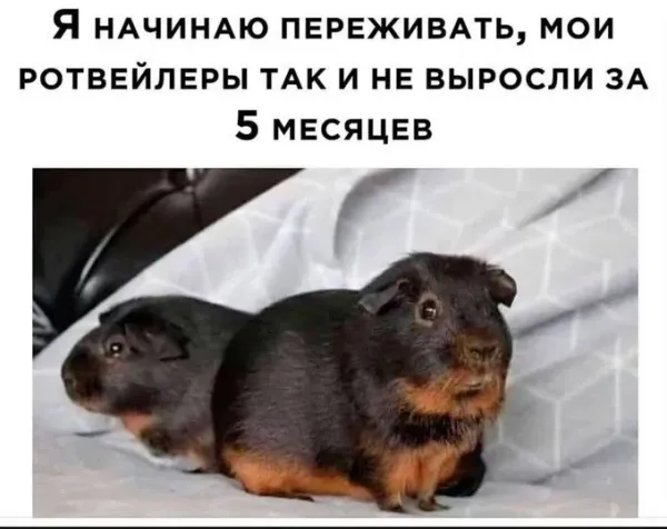 Мем, Смехалка Мем, Смехалка