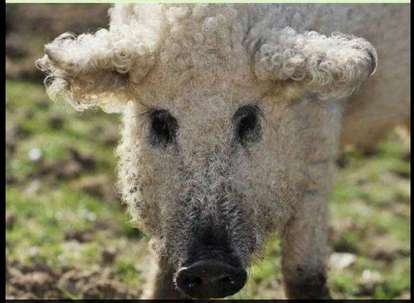 Мем, михельсон