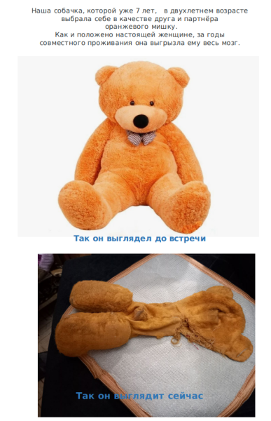 Мем: Жизнь Мишутки, Ivan Goldstein