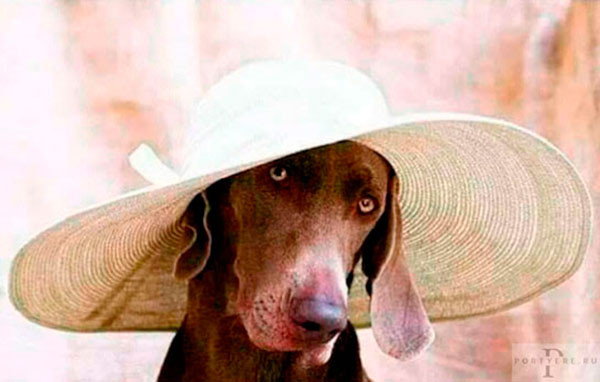 Мем: Бюджетная классика