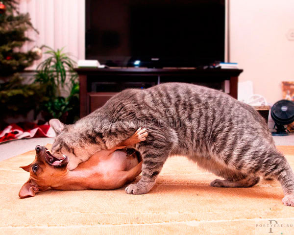 Мем: Сомнительная затея