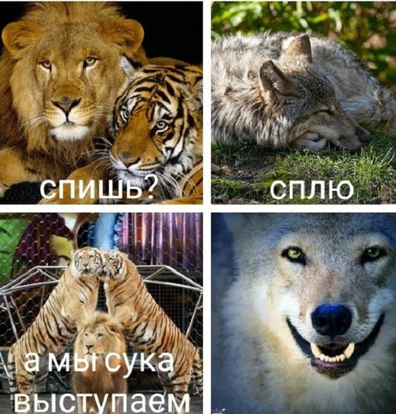 Мем, Кот Отморозкин