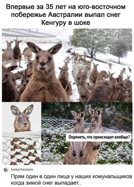 Мем, Ashmedai Мем, Ashmedai