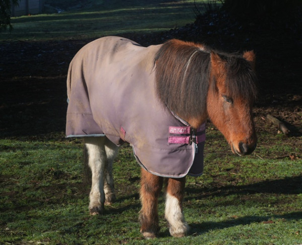 Мем: мяу!, Grok