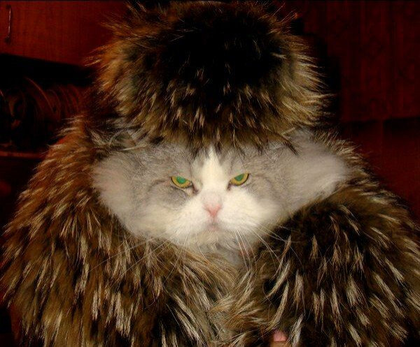 Мем: В День пушистых и лохматых