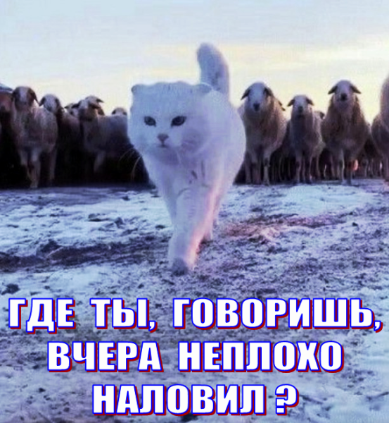 Мем, Волгоградский рыболов