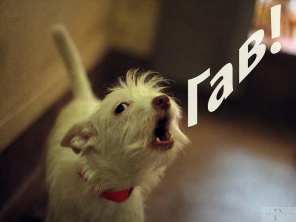 Мем: ГАВ!!!