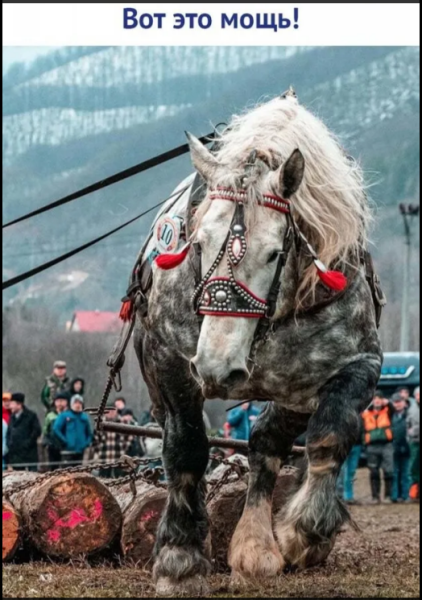 Мем, михельсон