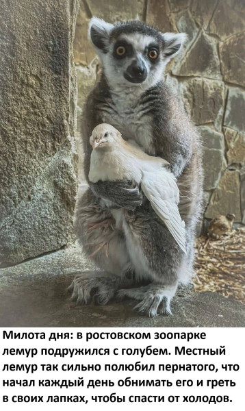 Мем, Смехалка