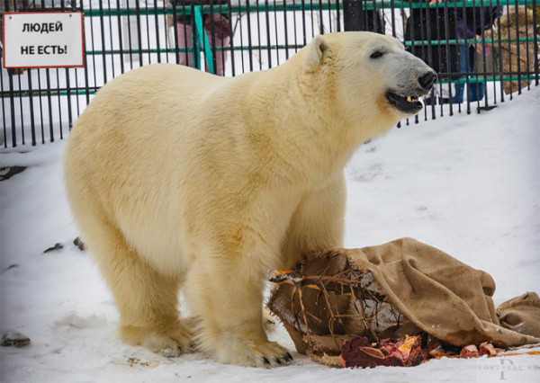 Мем: Кстати, и в вашем зоопарке