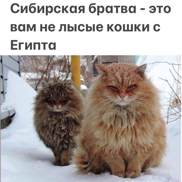 Мем, Смехалка