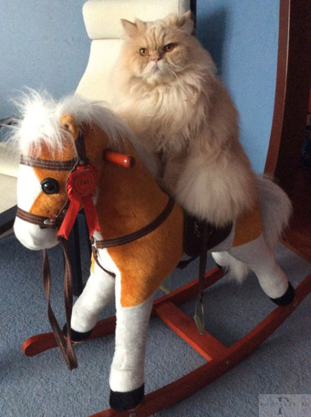 Мем: С НАСТУПАЮЩИМ ГОДОМ ЛОШАДИ!