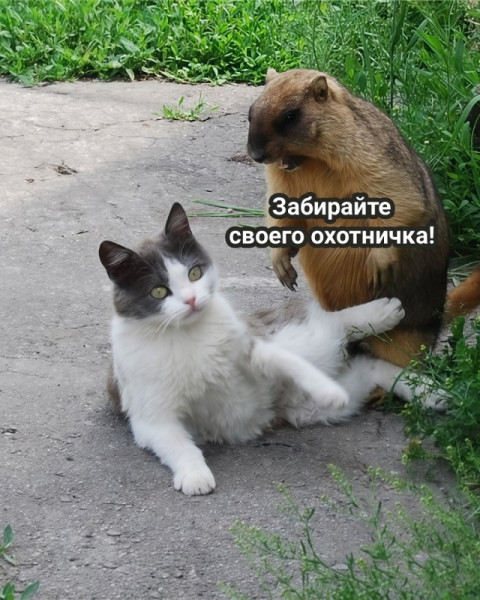 Мем, Смехалка