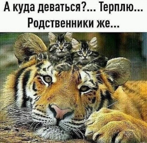 Мем, Смехалка