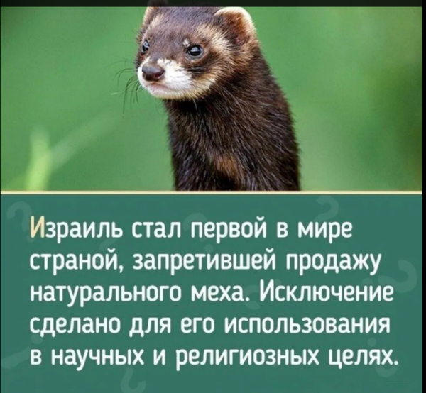 Мем, михельсон