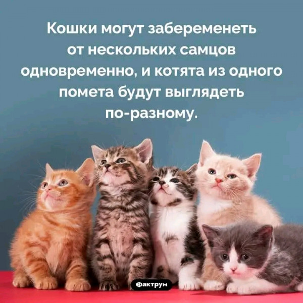 Мем, Оби Ван Киноби